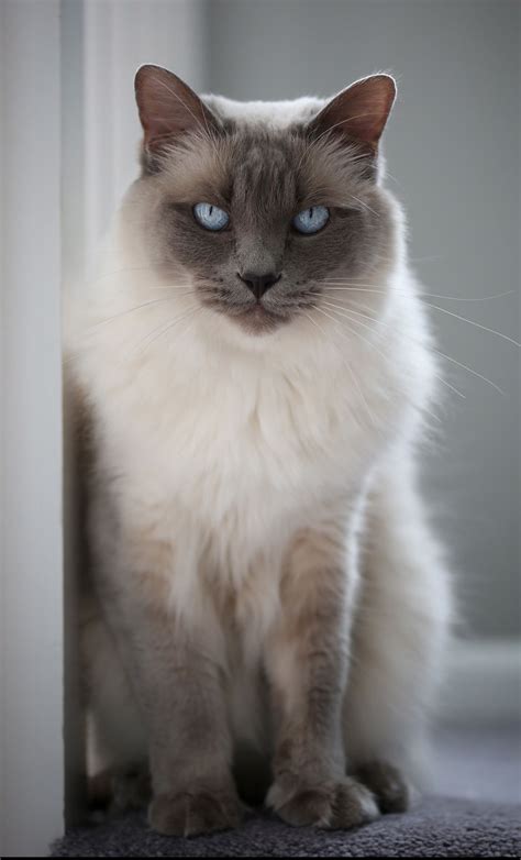 Are Half Siamese Cats Hypoallergenic Cat Meme Stock Pictures And Photos