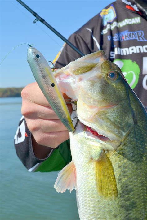 Topwater Bass Action In Late Summer Is Short But Sweet