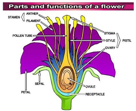 Smk Datuk Menteri Sains Pmr 414 The Structure Of The Flower
