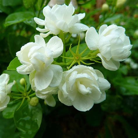 Generic Cape Jasmine Jasminiodes Seeds White Shrub Aromatic Flower