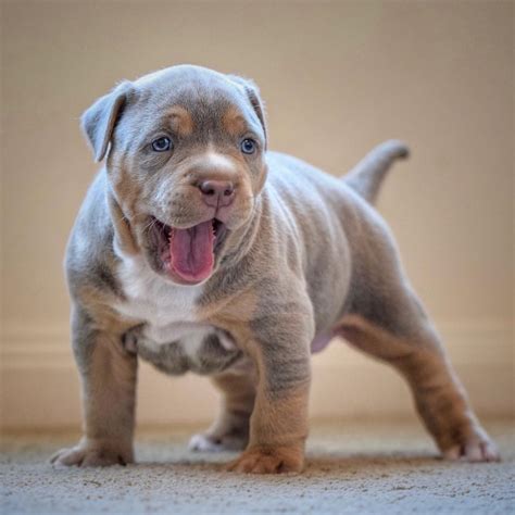 These pups are 7 weeks old. THE INCREDIBULLZ - XL AMERICAN BULLY BREEDERS