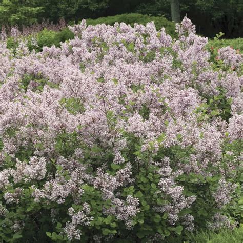 Korean Dwarf Lilac Hedge Buy Lilac Bushes Spring Hill Nurseries