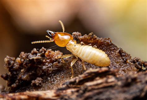 1 Termite Pest Control Get Termite Control Senske Pest
