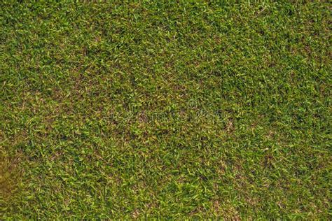 Perfect Lawn With Green Grass View From Above Stock Image Image Of Fresh Leisure 125201599
