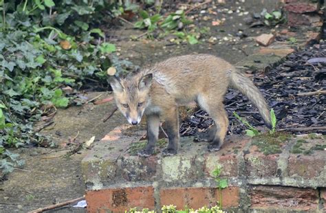 7741 Fox Cub This Year We Have Five Fox Cubs In Our Garden Steve