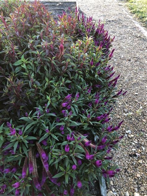 New for 2016 #flowers, #gardening pic.twitter.com/tigwfh3mrx. CELOSIA Intenz Dark Purple - container | Truck Crops Trial ...