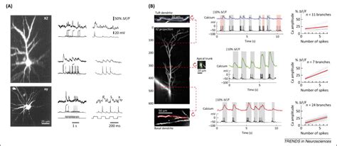 Dendritic Function In Vivo Trends In Neurosciences