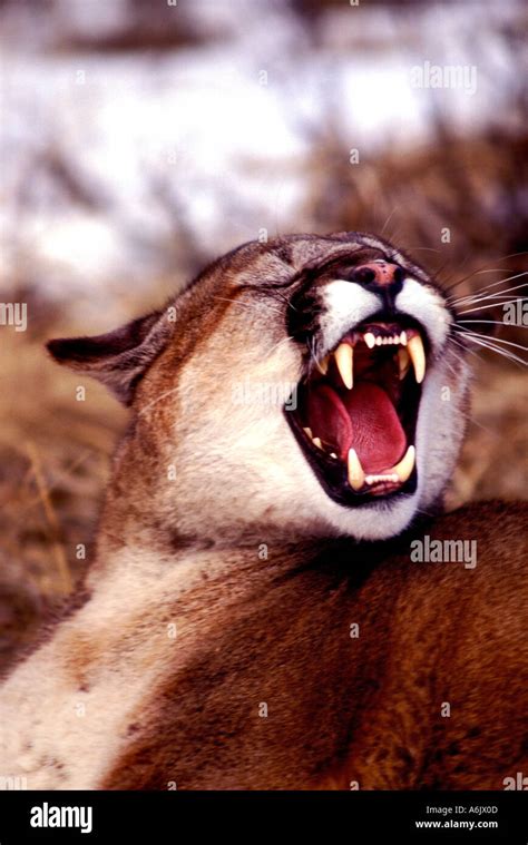 Snarling Cougar Hi Res Stock Photography And Images Alamy