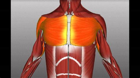There are around 650 skeletal muscles within the typical human body. Muscles used doing pushups! - YouTube