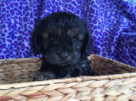 A Small Black Puppy Sitting In A Basket