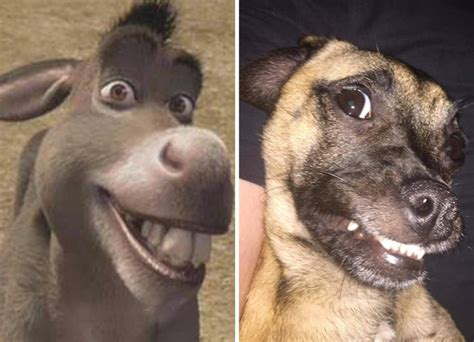 12 Funny Dog Pictures In Look A Like Challenge