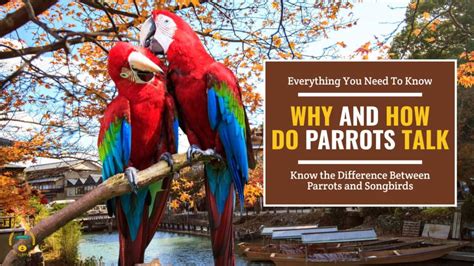 Why And How Do Parrots Talk Reasons Explained