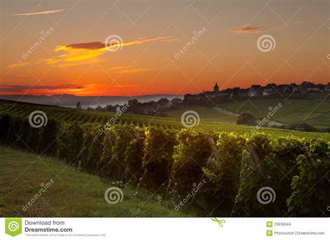 Summer Morning In French Vineyards Stock Photo Image Of Beauty Crop