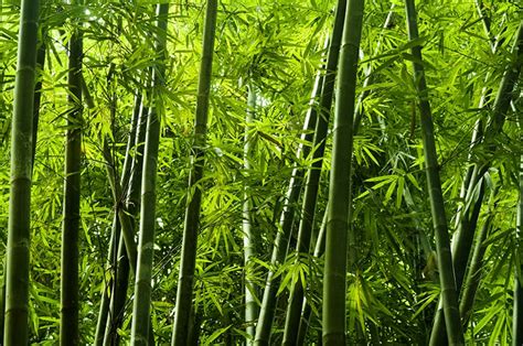 Identifying Types Of Bamboo