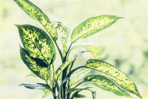 Dieffenbachia Leggy The Complete Guide To Growing 2022