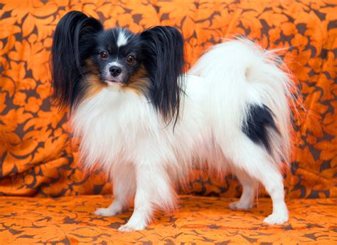It has an exotic looking which may impress you deeply. A List of the Best Small Dog Breeds With Cute Pictures ...