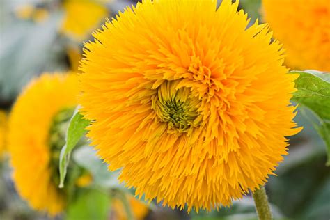 Unusual Sunflowers To Grow Bbc Gardeners World Magazine