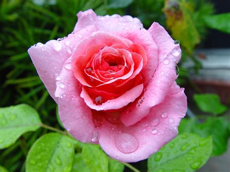 Beautiful Garden Single Wet Pink Rose Belles Fleurs Belle Rose Rose