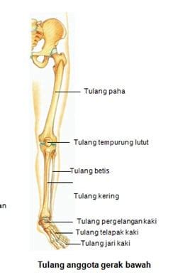 Maybe you would like to learn more about one of these? Bagian Bagian Tulang Manusia dan Fungsinya Lengkap dengan ...