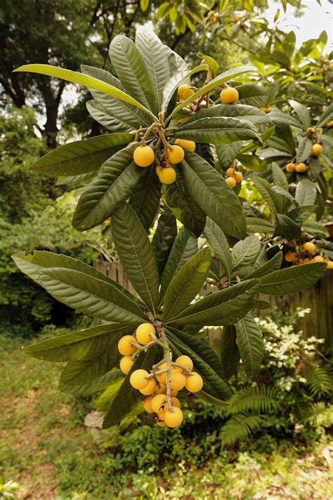 Unusual Loquats Bring Fruit Mystery To Mobile In April