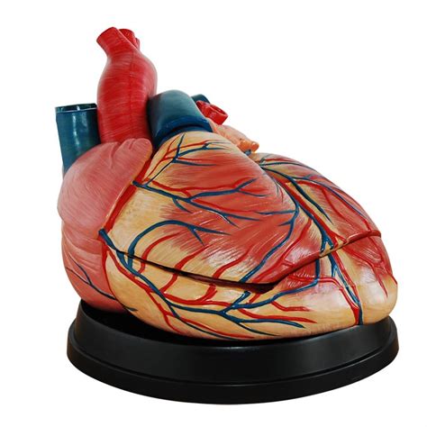 心脏解剖模型，人体心脏模型上海柏州科教设备有限公司