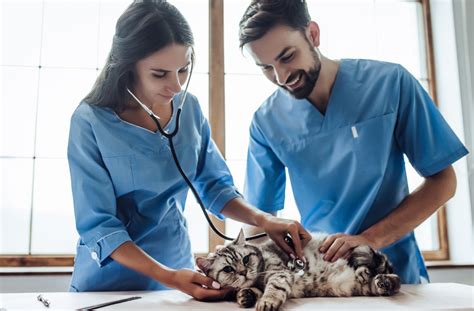 How To Become A Veterinarian In Texas