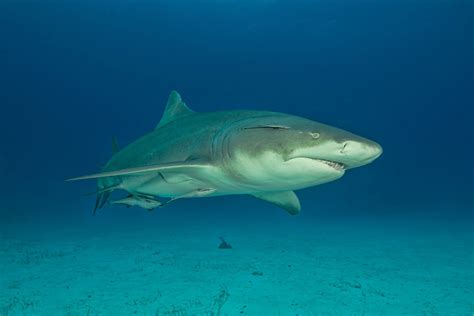 Meet The Gentle Natured Lemon Shark Flipboard
