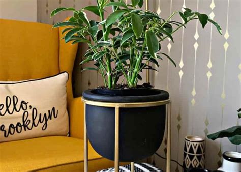 7 Most Expensive And Rare Philodendron Varieties Plants Spark Joy