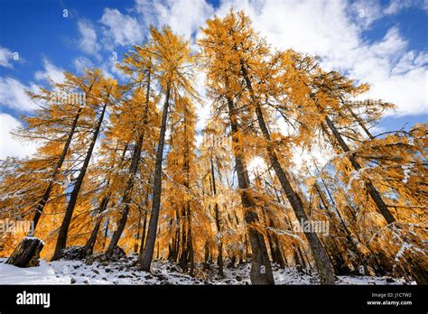 Colored Larch Trees In Autumn Stock Photo Alamy