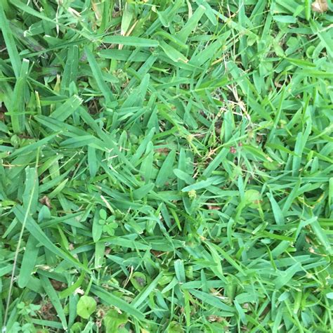 grass identification lawnsite™ is the largest and most active online forum serving green