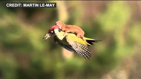 weasel hitches ride on woodpecker youtube