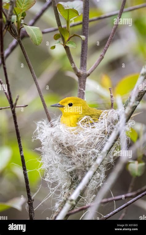 Building A Warbler Bird Nest Hi Res Stock Photography And Images Alamy