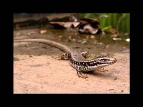 Top 10 Aussie reptile pets:lizards - YouTube
