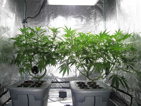 Is it better to grow cannabis in soil or hydro? | Grow Weed Easy