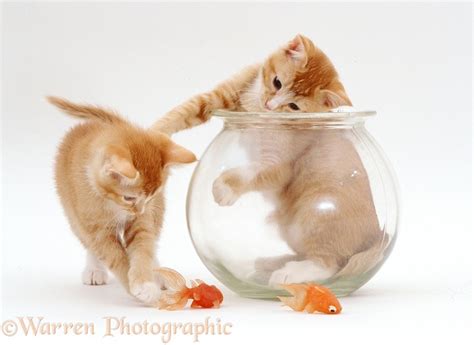 Kittens And Goldfish Bowl Photo Wp09180