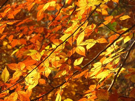 Beech Trees For Fall Foliage Beechnuts