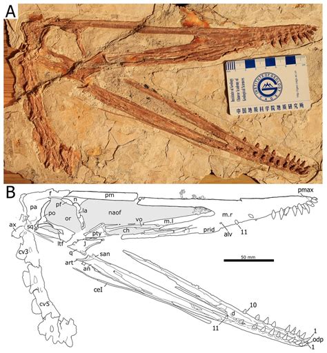 New Pterosaur From China Fossil News The Fossil Forum