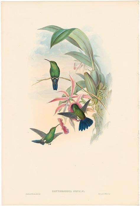 Gould Hummingbirds Pl 322 Sophias Erythronote Art John James