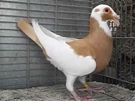 Sporty thievz no pigeons downloading