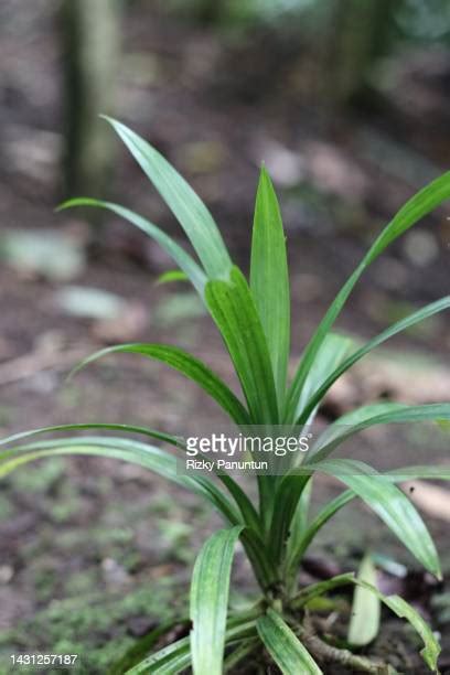 Pandanus Flower Photos And Premium High Res Pictures Getty Images