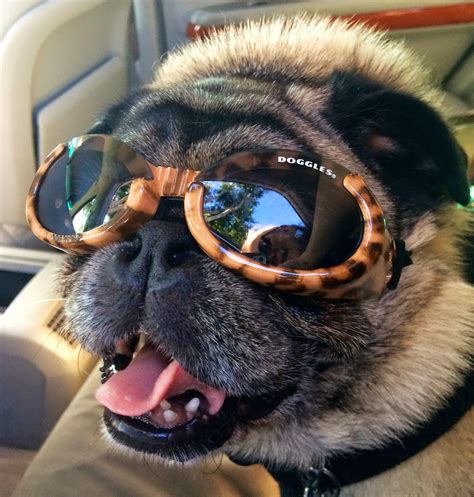 Teapots And Polka Dots Star Wars And Doggles For Pugs