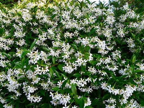 Trachelospermum Jasminoides Star Jasmine