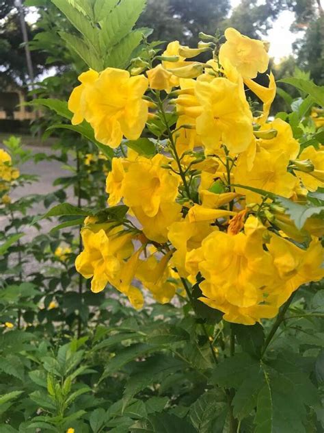Beautiful Yellow Trumpet Flower Brightens Anywhere It Blooms Bloom