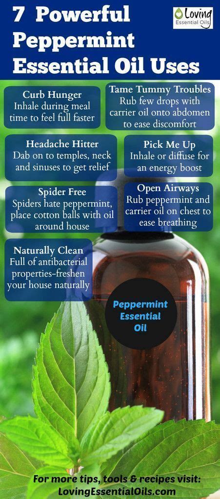 7 Powerful Peppermint Essential Oil Uses Peppermint Essential Oil Uses Essential Oils