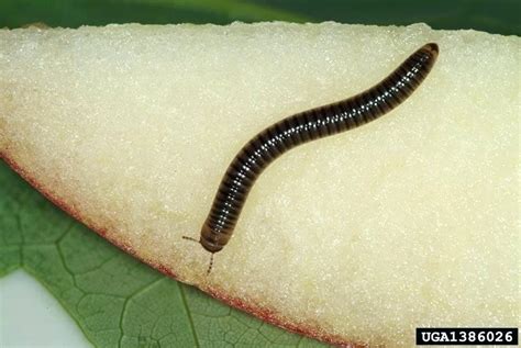 Brown Worms Found In Carpet Carpet Vidalondon