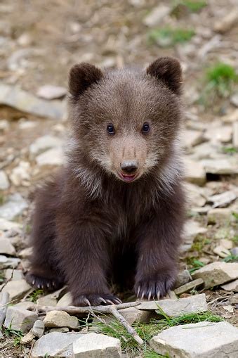 Brown Bear Cub Stock Photo Download Image Now Istock