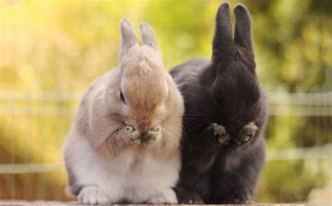 75 Photos Of Irresistibly Cute Bunnies That Will Put A Smile On Your