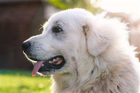 10 Big Fluffy Dog Breeds You Cant Help But Cuddle Great Pet Care