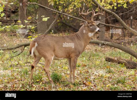 Ten Point White Tailed Deer Buck In Rut Thatcher Woods River Stock