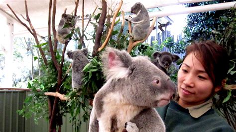 No Space Mate Koalas Habitat Under Threat KNAU Arizona Public Radio